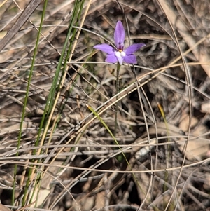 Glossodia major at Cook, ACT - 19 Sep 2024