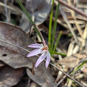 Caladenia fuscata at Cook, ACT - 19 Sep 2024