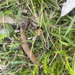 Schoenus apogon (Common Bog Sedge) at Bowning, NSW - 19 Sep 2024 by JaneR