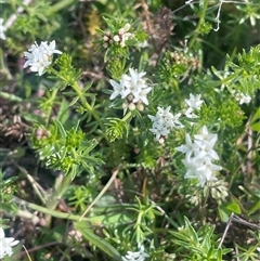 Asperula conferta (Common Woodruff) at Bowning, NSW - 19 Sep 2024 by JaneR