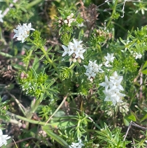 Asperula conferta at Bowning, NSW - 19 Sep 2024 02:52 PM