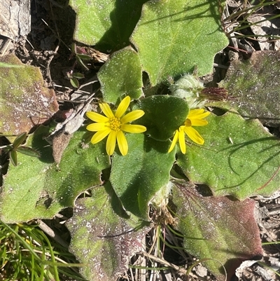 Cymbonotus sp. (preissianus or lawsonianus) (Bears Ears) at Bowning, NSW - 19 Sep 2024 by JaneR