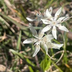 Wurmbea dioica subsp. dioica at Bowning, NSW - 19 Sep 2024 02:54 PM