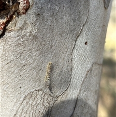 Uraba lugens (Gumleaf Skeletonizer) at Symonston, ACT - 19 Sep 2024 by cosmowhite