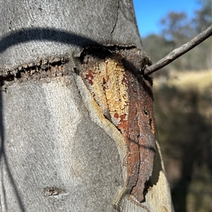 Uraba lugens at Symonston, ACT - 20 Sep 2024