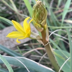 Bulbine bulbosa (Golden Lily, Bulbine Lily) at Bowning, NSW - 19 Sep 2024 by JaneR