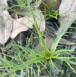 Eryngium ovinum at Bowning, NSW - 19 Sep 2024 03:08 PM