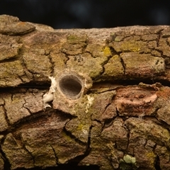 Segestriidae sp (family) (Tube Dwelling Spider) at Yarralumla, ACT - 18 Sep 2024 by NateKingsford