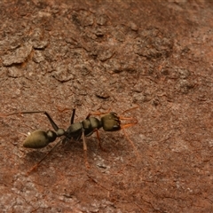 Myrmecia sp., pilosula-group (Jack jumper) at Cook, ACT - 17 Sep 2024 by NateKingsford