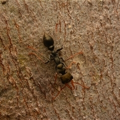 Myrmecia sp., pilosula-group at Cook, ACT - 18 Sep 2024 09:47 AM