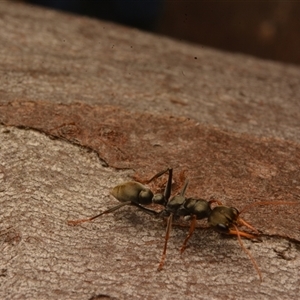 Myrmecia sp., pilosula-group at Cook, ACT - 18 Sep 2024 09:47 AM