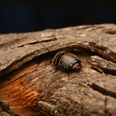 Ellipsidion australe (Austral Ellipsidion cockroach) at Cook, ACT - 18 Sep 2024 by NateKingsford