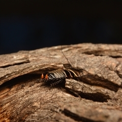 Ellipsidion australe at Cook, ACT - 18 Sep 2024 09:42 AM