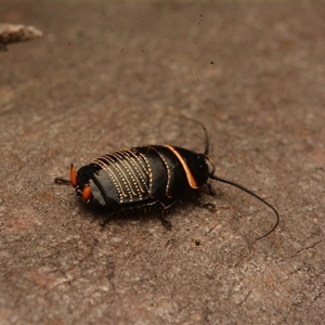 Ellipsidion australe at Cook, ACT - 18 Sep 2024