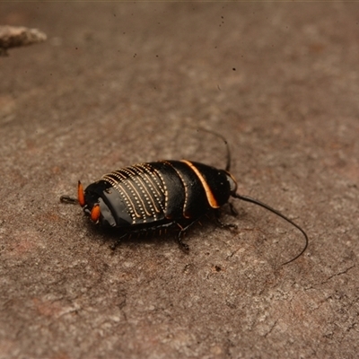 Ellipsidion australe (Austral Ellipsidion cockroach) at Cook, ACT - 18 Sep 2024 by NateKingsford