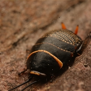 Ellipsidion australe at Cook, ACT - 18 Sep 2024