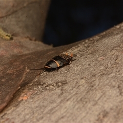 Ellipsidion australe (Austral Ellipsidion cockroach) at Cook, ACT - 18 Sep 2024 by NateKingsford