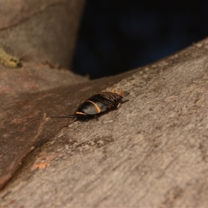 Ellipsidion australe at Cook, ACT - 18 Sep 2024 09:37 AM