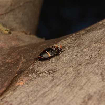 Ellipsidion australe (Austral Ellipsidion cockroach) at Cook, ACT - 17 Sep 2024 by NateKingsford