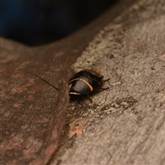 Ellipsidion australe at Cook, ACT - 18 Sep 2024 09:37 AM