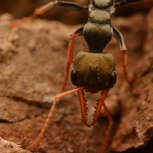 Myrmecia sp., pilosula-group at Cook, ACT - 18 Sep 2024 09:21 AM