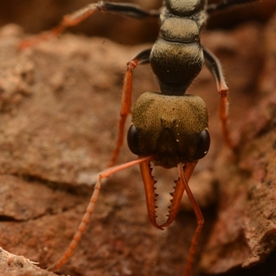 Myrmecia sp., pilosula-group (Jack jumper) at Cook, ACT - 18 Sep 2024 by NateKingsford