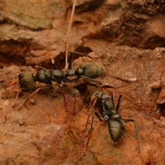 Myrmecia sp., pilosula-group at Cook, ACT - 18 Sep 2024 09:21 AM