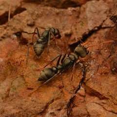 Myrmecia sp., pilosula-group at Cook, ACT - 18 Sep 2024 09:21 AM