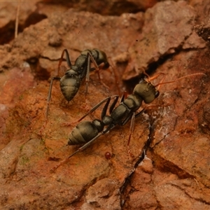 Myrmecia sp., pilosula-group at Cook, ACT - 18 Sep 2024 09:21 AM