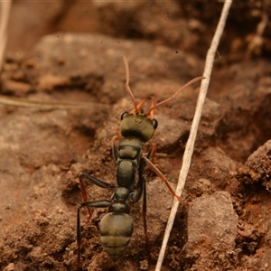 Myrmecia sp., pilosula-group at Cook, ACT - 18 Sep 2024 09:21 AM