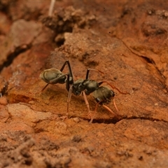 Myrmecia sp., pilosula-group at Cook, ACT - 18 Sep 2024 09:21 AM