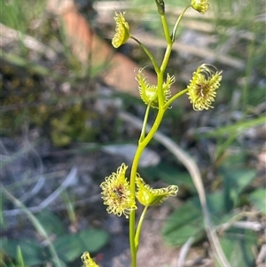 Drosera gunniana at Bowning, NSW - 19 Sep 2024 03:26 PM