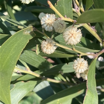 Acacia melanoxylon (Blackwood) at Bowning, NSW - 19 Sep 2024 by JaneR