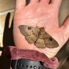 Dasypodia selenophora (Southern old lady moth) at Coree, ACT - 19 Sep 2024 by Rebeccaryanactgov