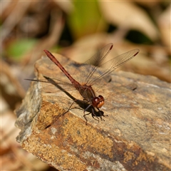 Diplacodes bipunctata (Wandering Percher) at Downer, ACT - 20 Sep 2024 by RobertD