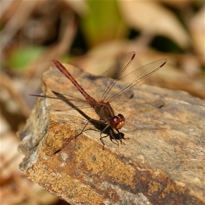 Diplacodes bipunctata (Wandering Percher) at Downer, ACT - 20 Sep 2024 by RobertD