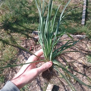 Tragopogon sp. at Tarago, NSW - 20 Sep 2024 11:04 AM