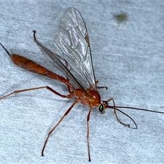 Netelia sp. (genus) (An Ichneumon wasp) at Rosedale, NSW - 8 Sep 2024 by jb2602