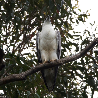 Haliaeetus leucogaster (White-bellied Sea-Eagle) at Rosedale, NSW - 7 Sep 2024 by jb2602