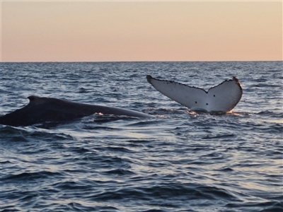 Megaptera novaeangliae (Humpback Whale) at The Gap, NSW - 19 Sep 2024 by AliClaw