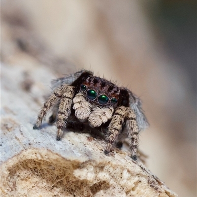 Maratus vespertilio (Bat-like peacock spider) at Murrumbateman, NSW - 20 Sep 2024 by amiessmacro