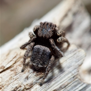 Maratus vespertilio at Murrumbateman, NSW - suppressed