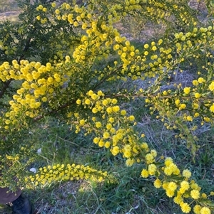 Acacia paradoxa at Garran, ACT - 7 Sep 2024