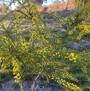 Acacia paradoxa at Garran, ACT - 7 Sep 2024