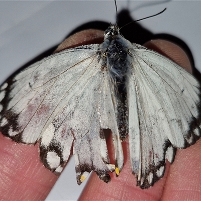 Belenois java (Caper White) at Holt, ACT - 20 Sep 2024 by JajiClack