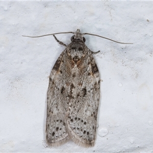 Isotenes miserana at Melba, ACT - 19 Sep 2024 12:34 AM