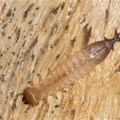 Platisus sp. (genus) (Flat bark beetle) at Melba, ACT - 19 Sep 2024 by kasiaaus