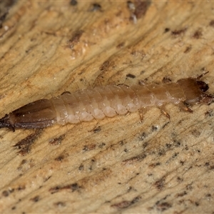 Platisus sp. (genus) at Melba, ACT - 19 Sep 2024