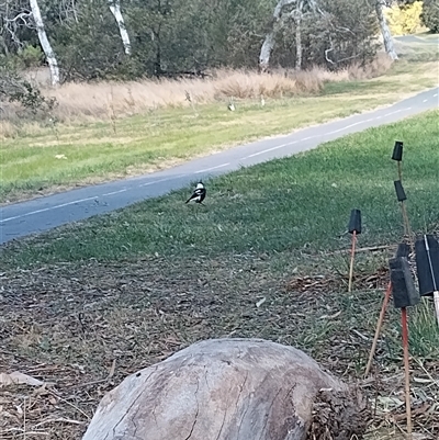 Gymnorhina tibicen (Australian Magpie) at Evatt, ACT - 20 Sep 2024 by rbannister