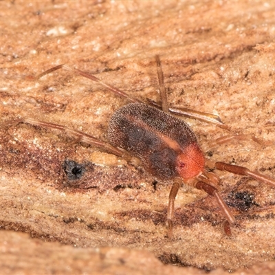 Erythraeidae (family) (Erythraeid mite) at Melba, ACT - 19 Sep 2024 by kasiaaus